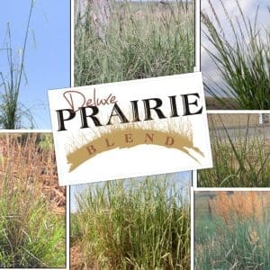 Deluxe Prairie Blend