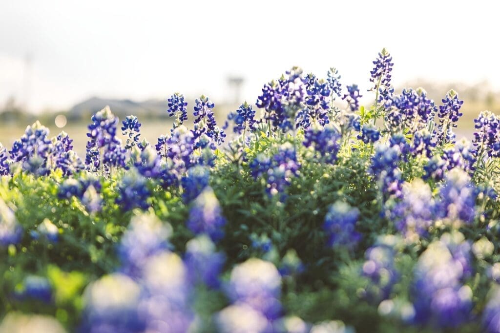 Field with Bluebonnets flowers and green grass in the afternoon