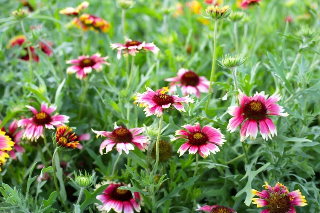 Firewheel, Indian blanket, Blanket flower