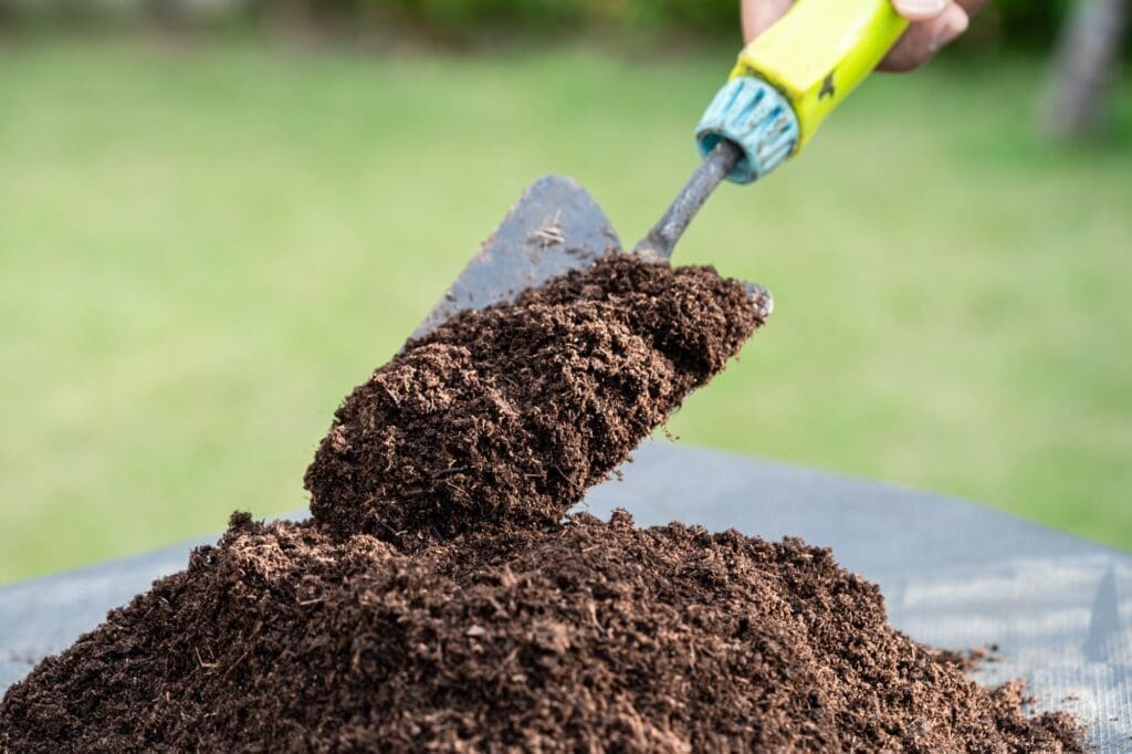 Hand holding peat moss organic matter improve soil for agriculture organic plant growing.