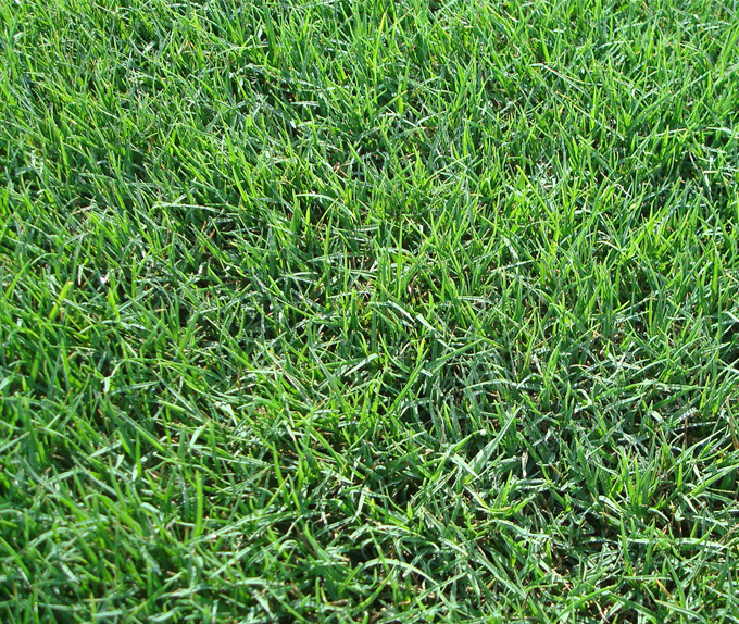 common bermuda hydroseeding texas