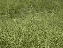 rancho frio grass hydroseeding texas