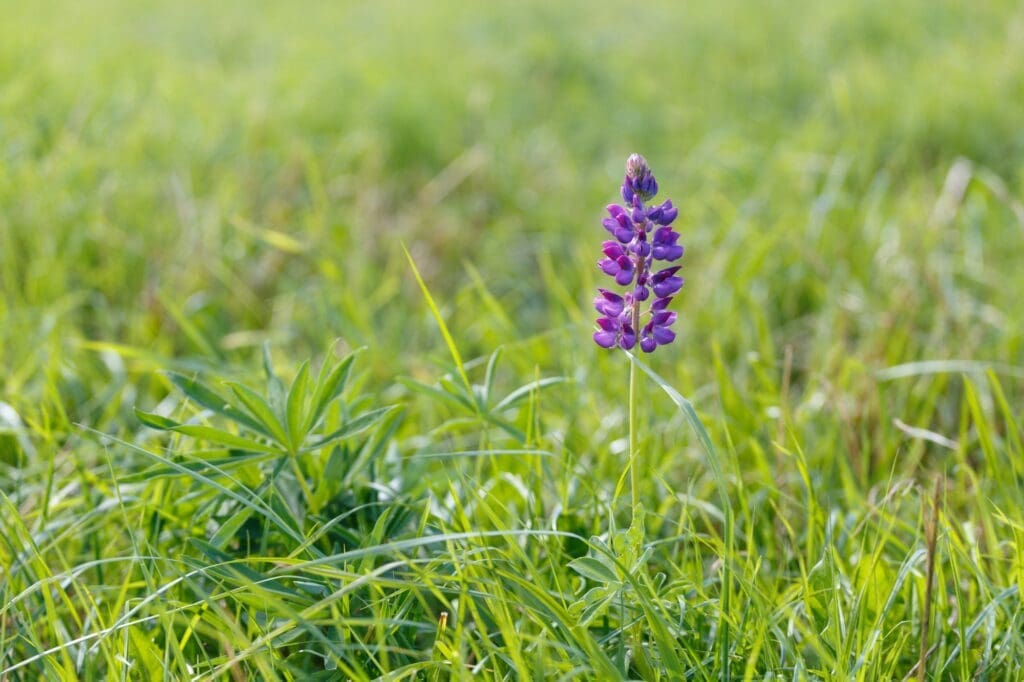 One purple lupine flower grows among bright green grass.