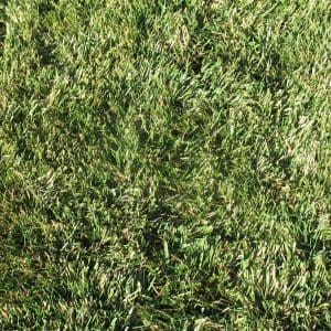 5-Star-Fescue-Shade-Tolerant