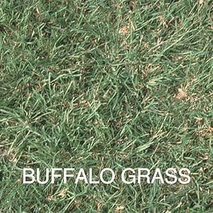 Buffalo-Grass
