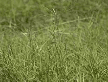 rancho frio grass hydroseeding texas